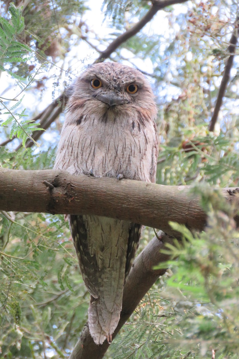 Tawny Frogmouth - ML393699241