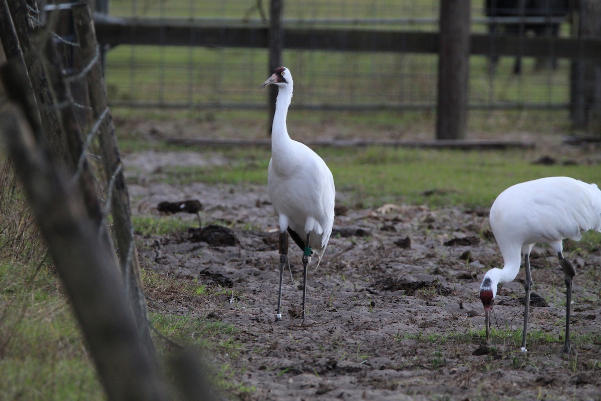 Whooping Crane - Jessica D