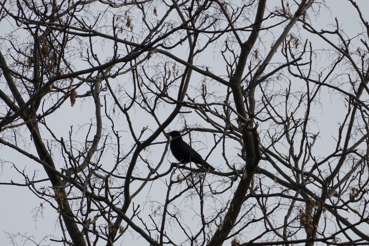 American Crow - ML393702111