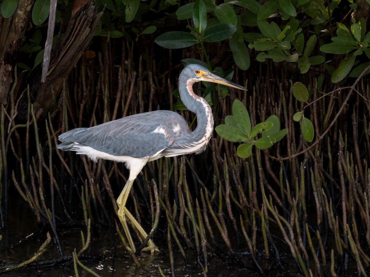 Tricolored Heron - ML393705351