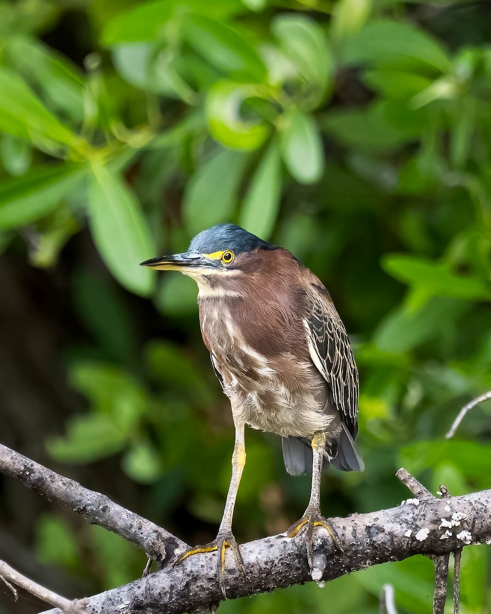 Green Heron - ML393705401