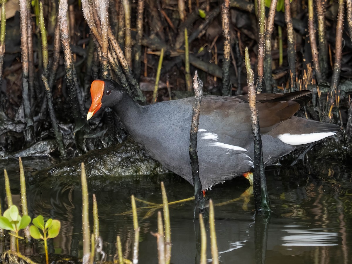 Common Gallinule - ML393705501