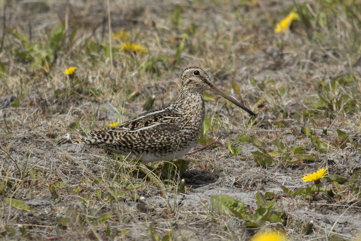 Magellanic Snipe - ML393706131