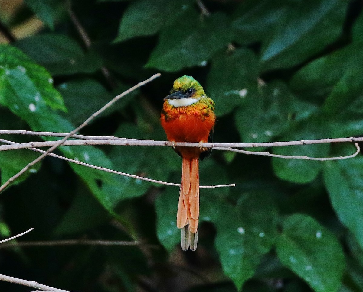 Rufous-tailed Jacamar - ML393706151