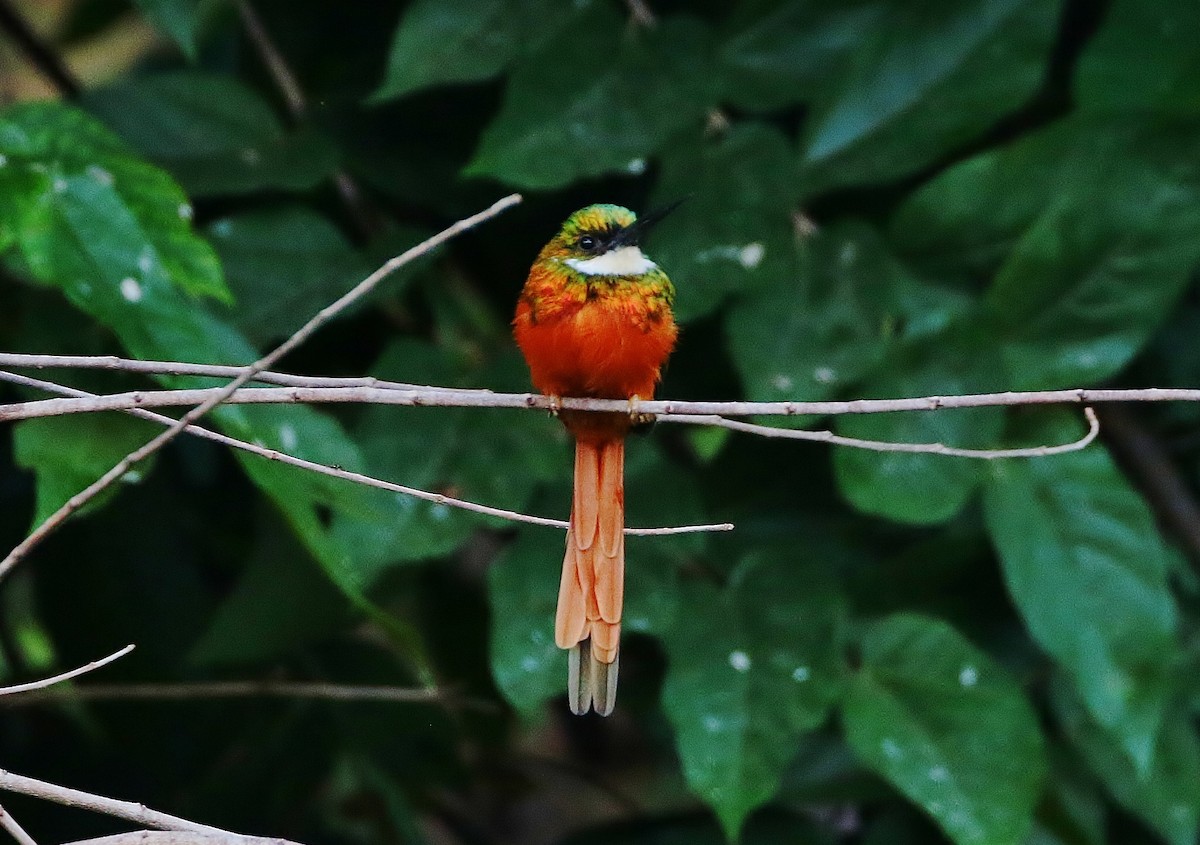 Rufous-tailed Jacamar - ML393706161