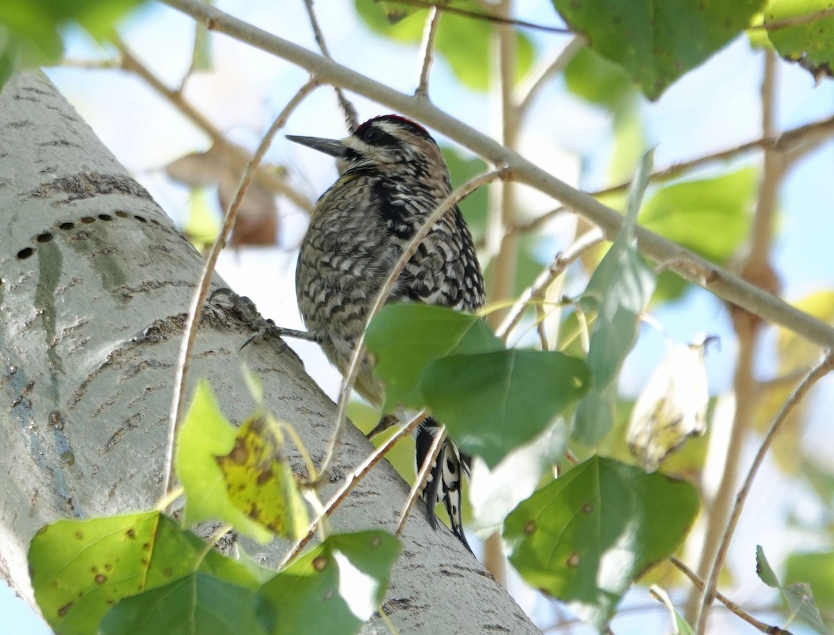 Yellow-bellied Sapsucker - ML393708301