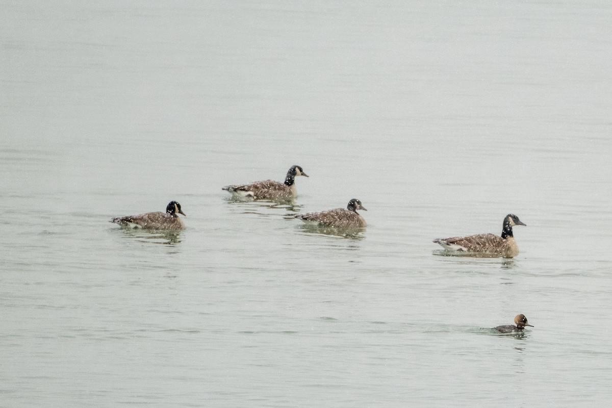 Hooded Merganser - ML393708391