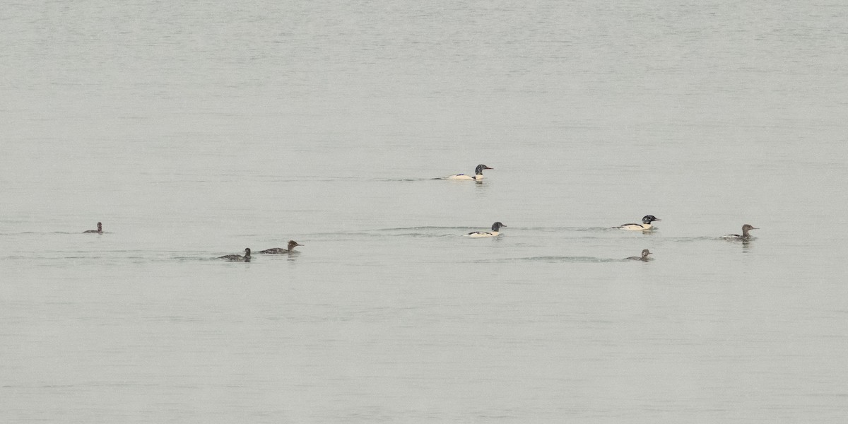 Common Merganser - ML393708711