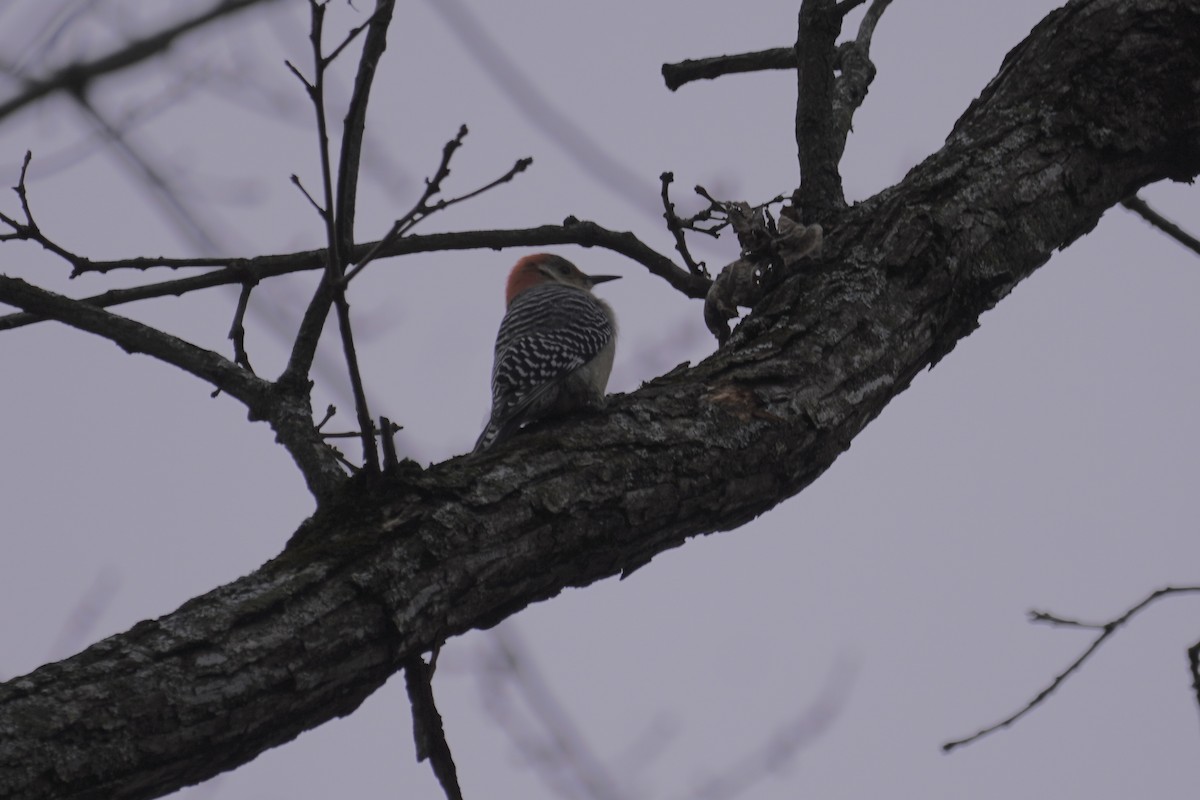 Red-bellied Woodpecker - ML393709191
