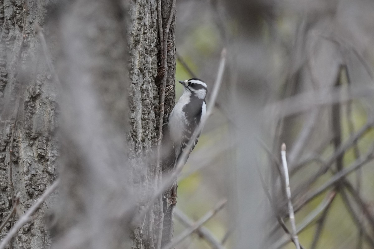 Downy Woodpecker - ML393709321