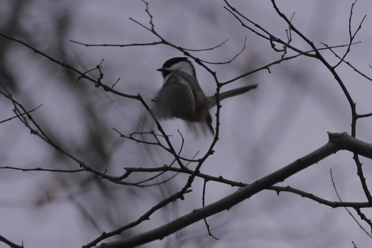 Black-capped Chickadee - ML393709351