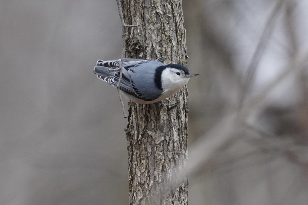 White-breasted Nuthatch - ML393709501