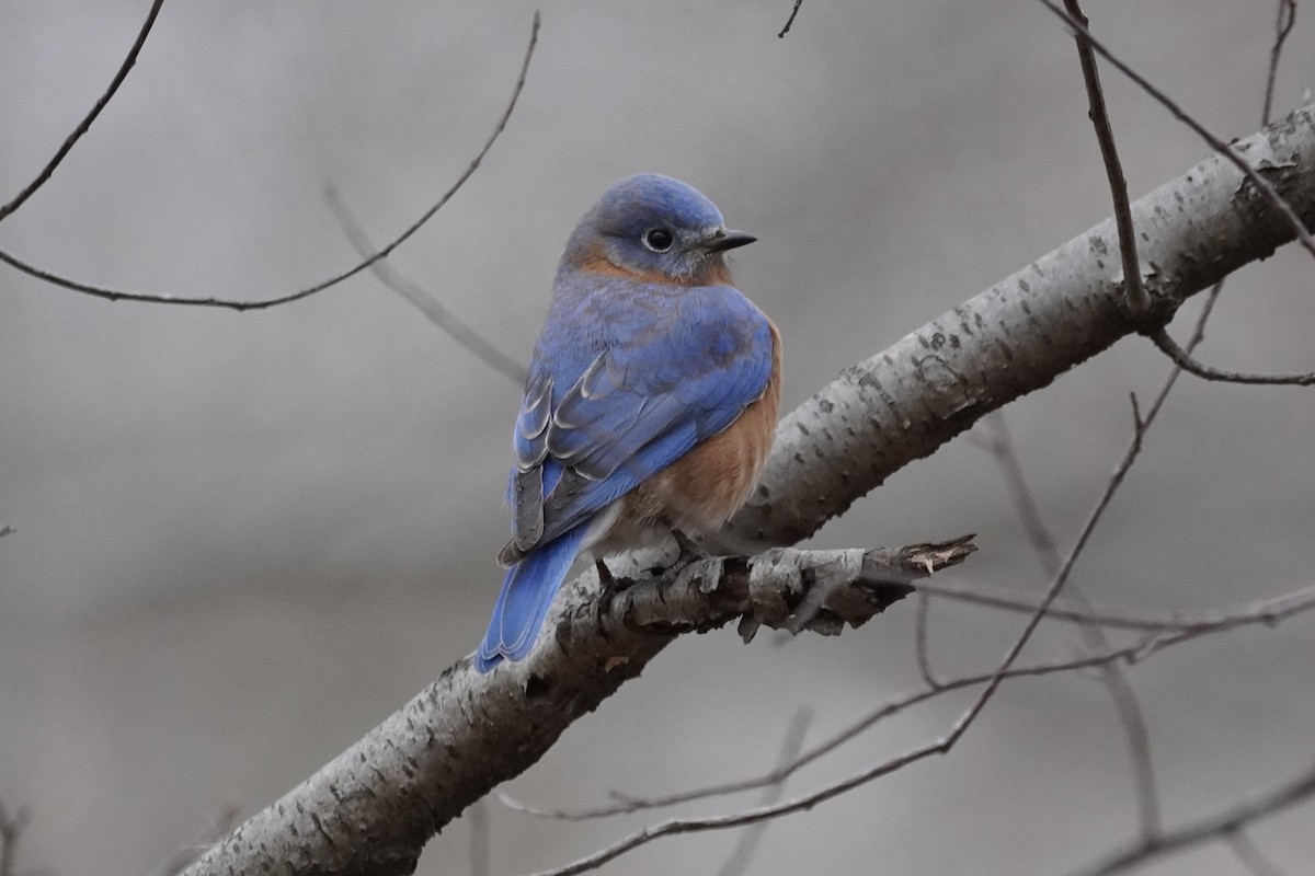 Eastern Bluebird - ML393709561