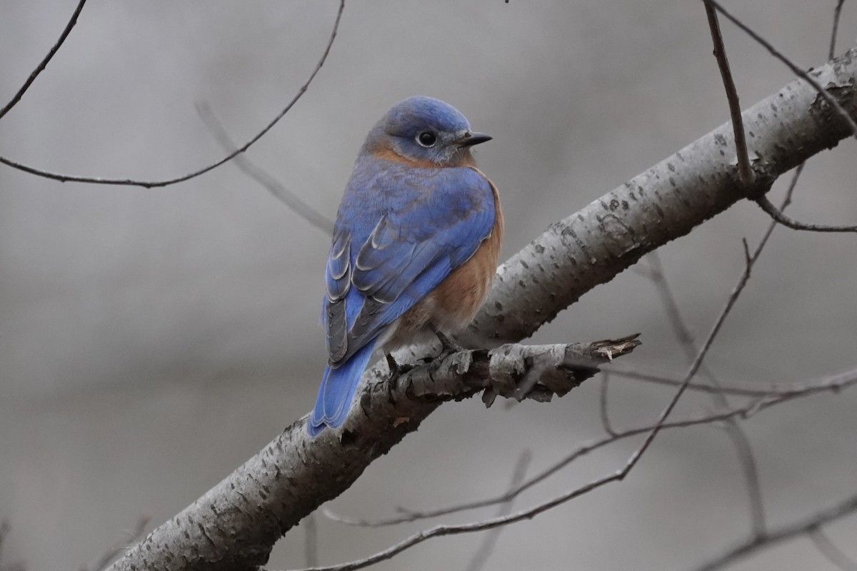 Eastern Bluebird - ML393709571