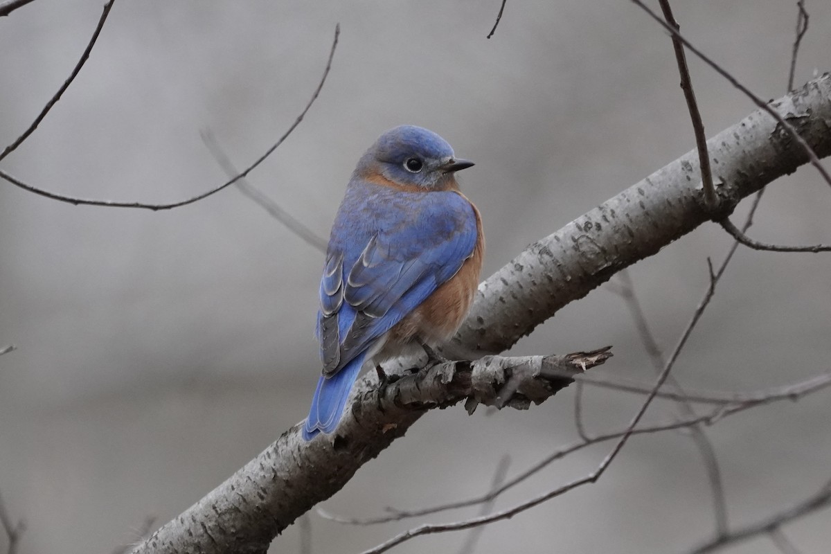 Eastern Bluebird - ML393709581