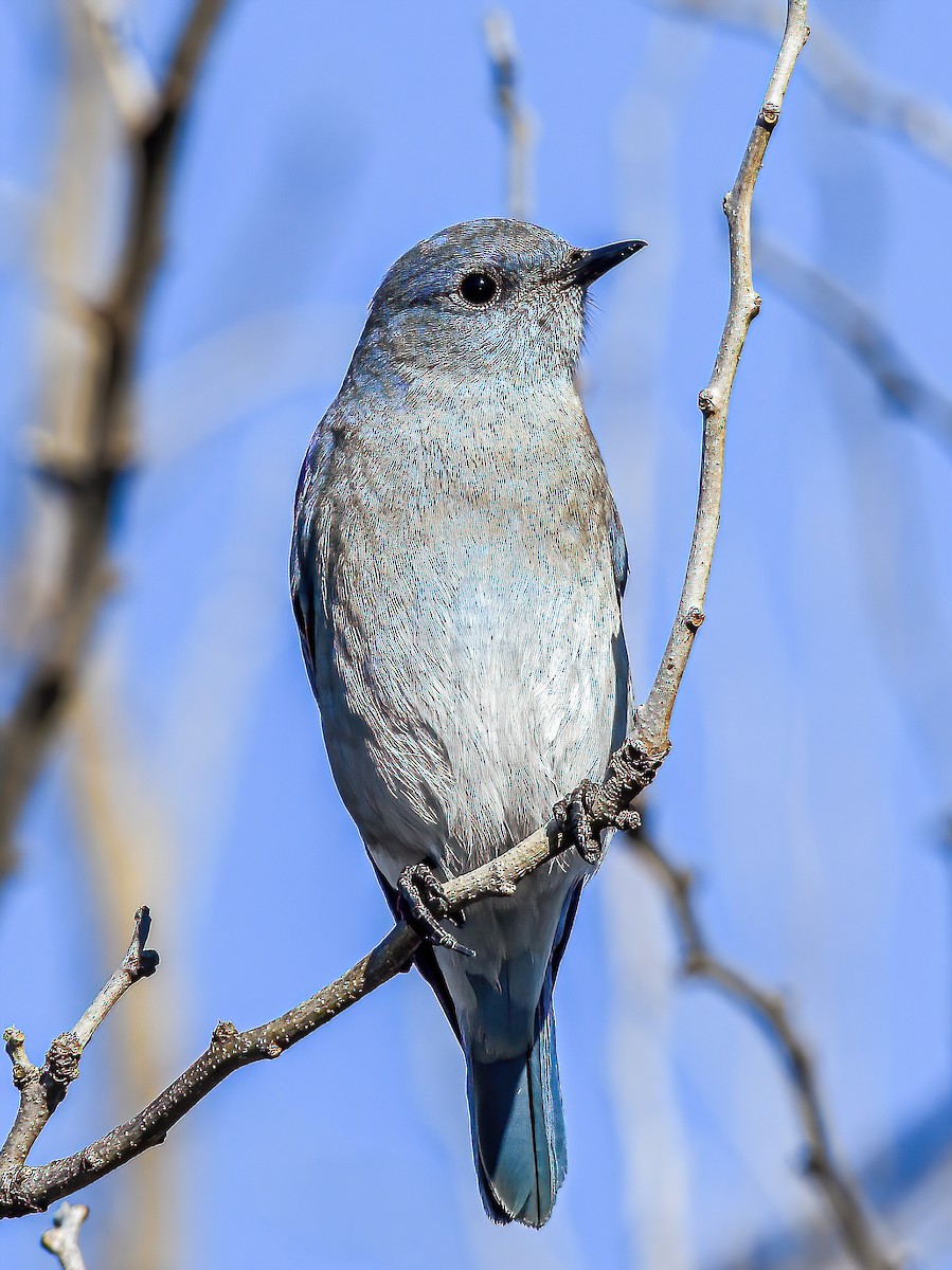 Mountain Bluebird - ML393711321
