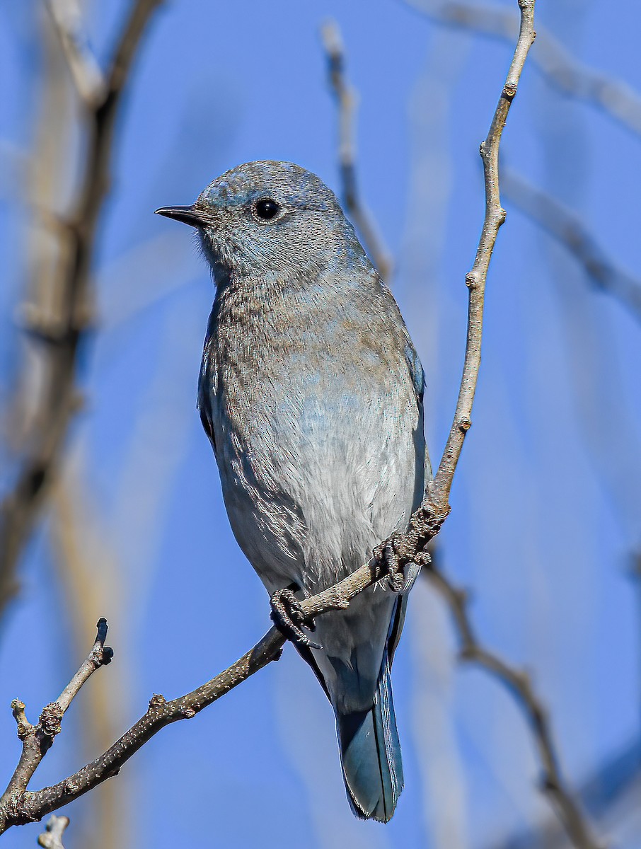 Mountain Bluebird - ML393711571