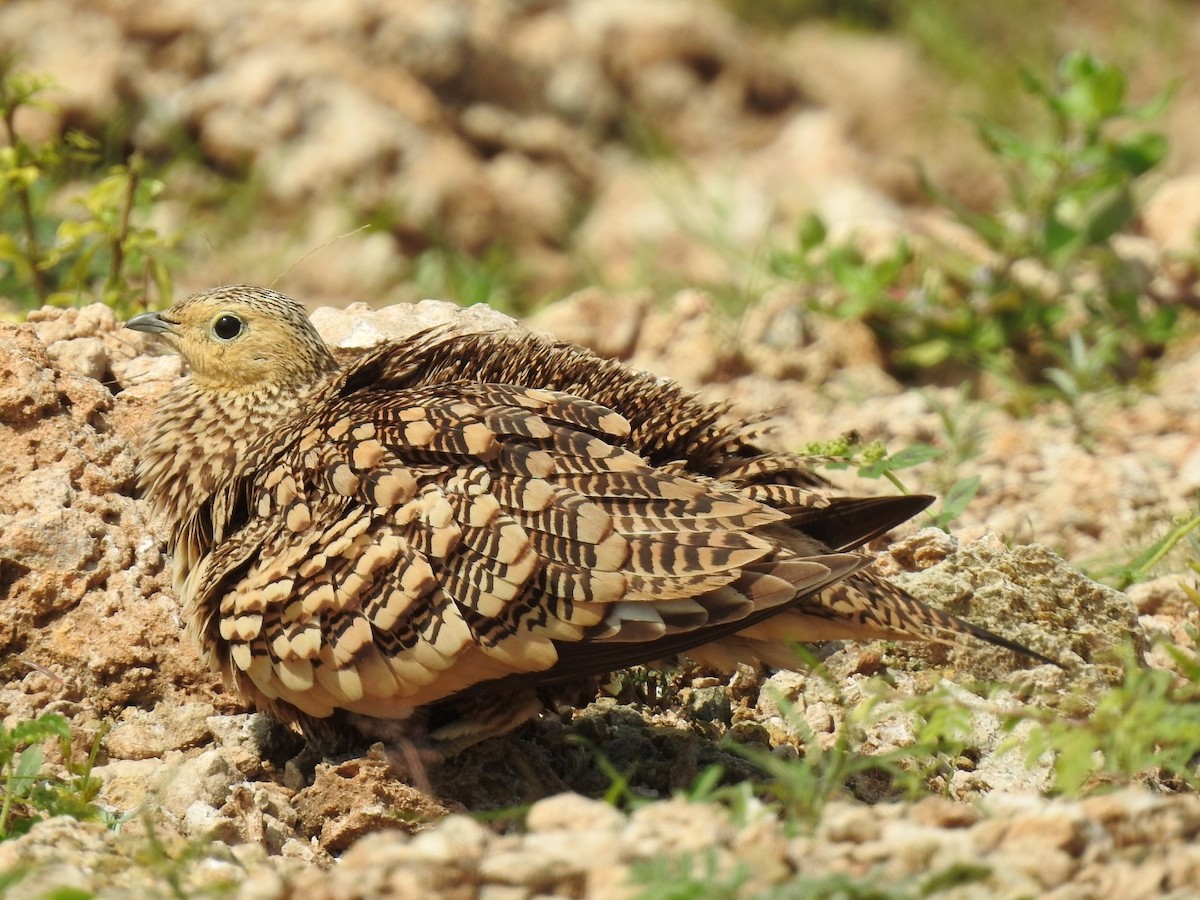 Chestnut-bellied Sandgrouse - ML393711741