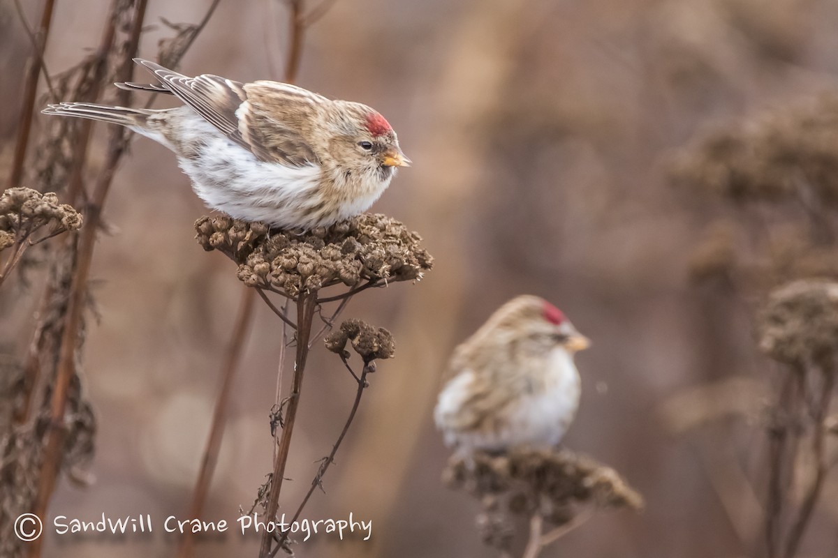 Common Redpoll - ML393712071