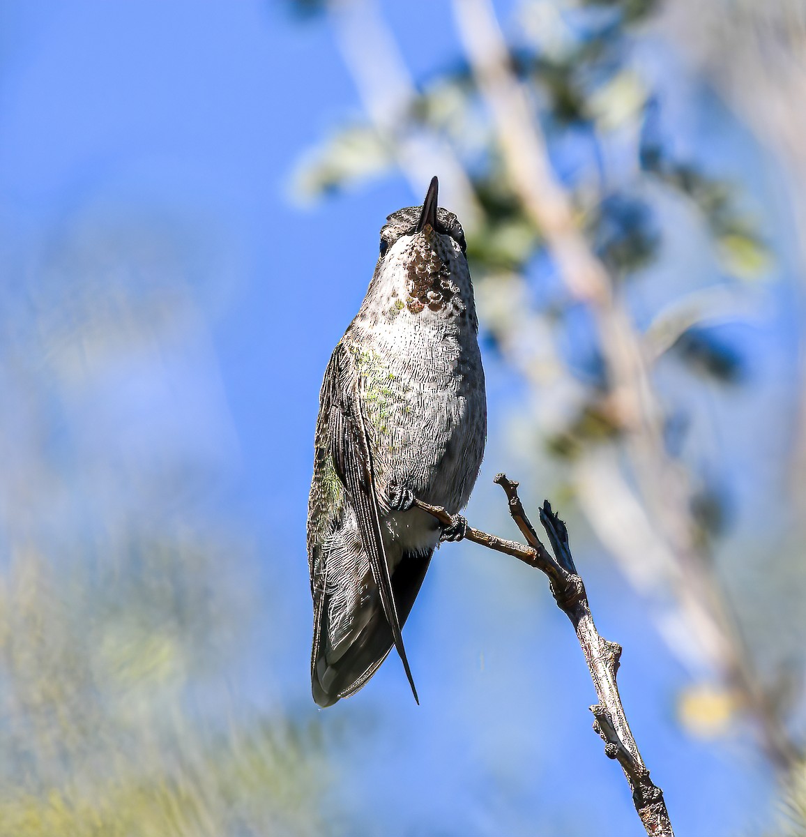 Anna's Hummingbird - ML393713061