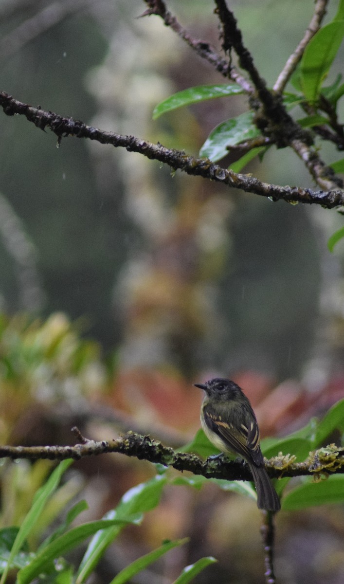 Slaty-capped Flycatcher - Peter Kleinhenz