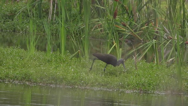 ibis americký - ML393716161