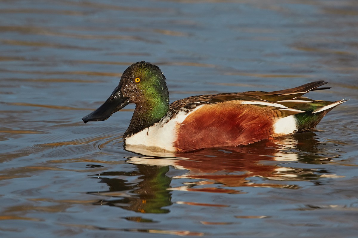 Northern Shoveler - ML39371621