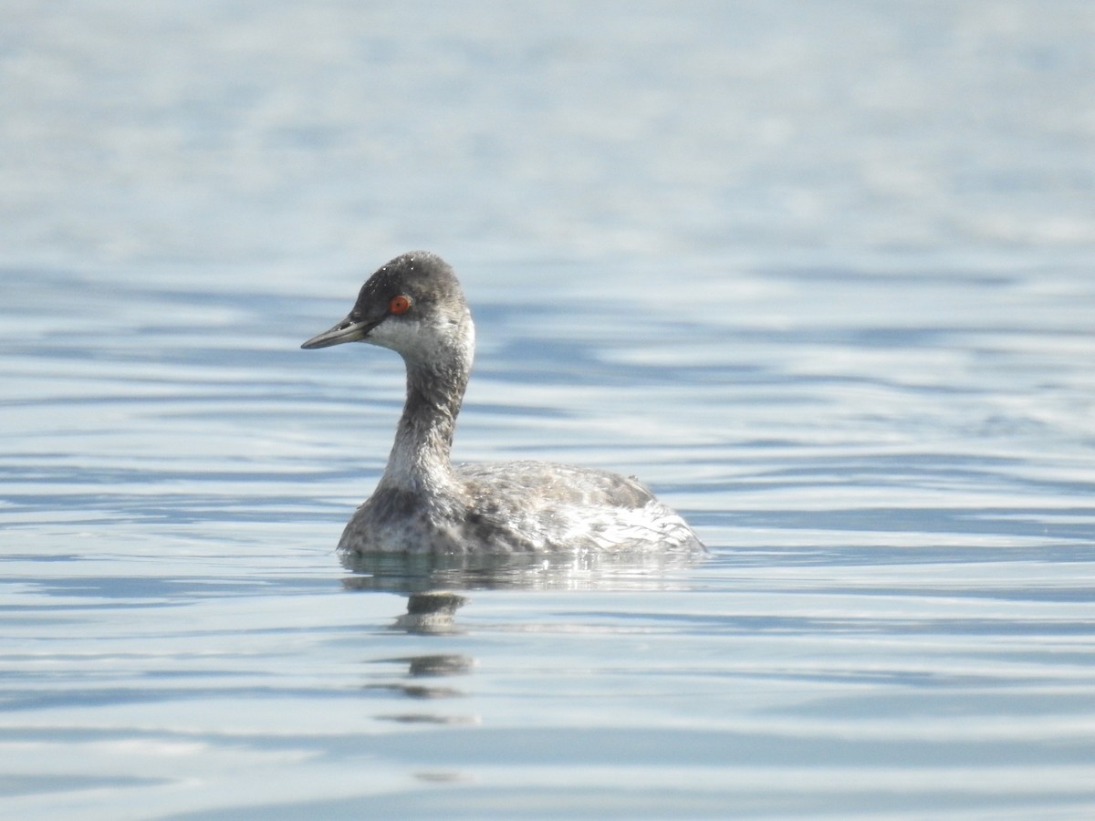 Eared Grebe - ML393716321