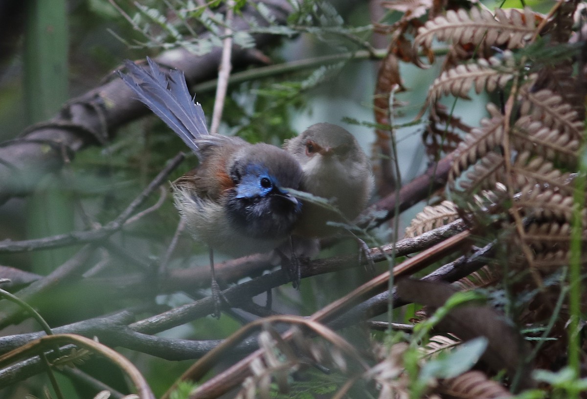 Variegated Fairywren - ML393716611