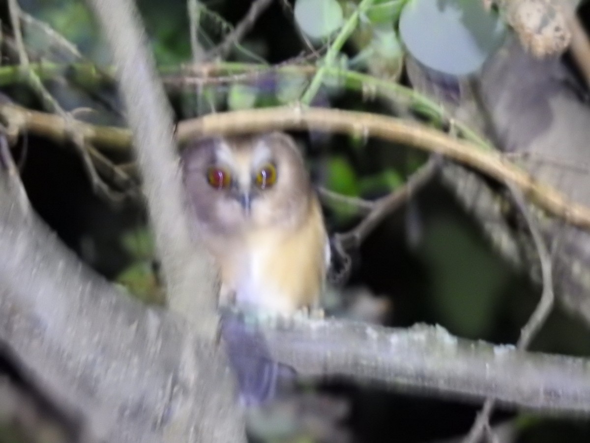 Unspotted Saw-whet Owl - Bianca Bosarreyes