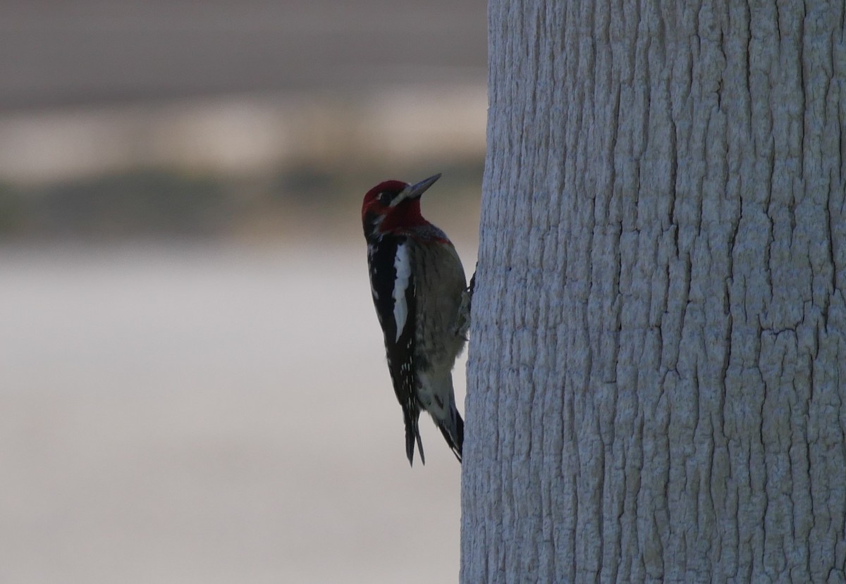 Red-naped x Red-breasted Sapsucker (hybrid) - ML393717771