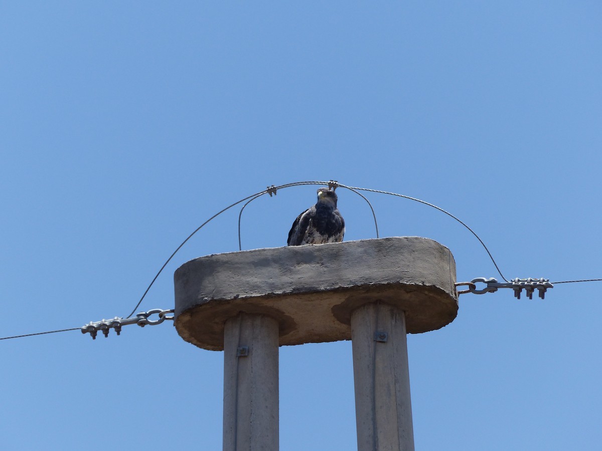 Black-chested Buzzard-Eagle - ML39371891