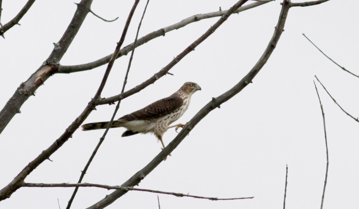 Cooper's Hawk - ML39372031