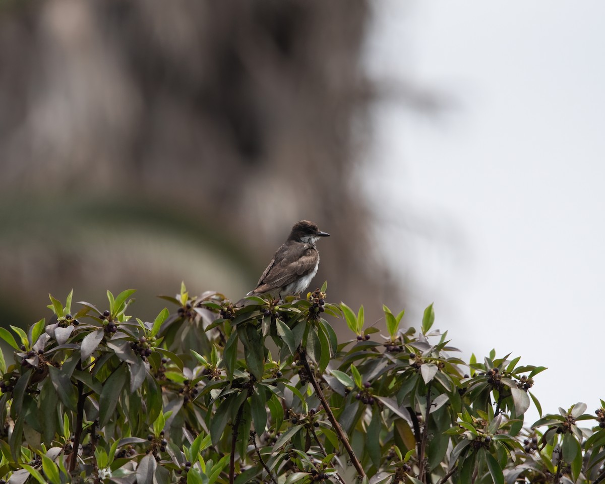 Eastern Kingbird - ML393721431