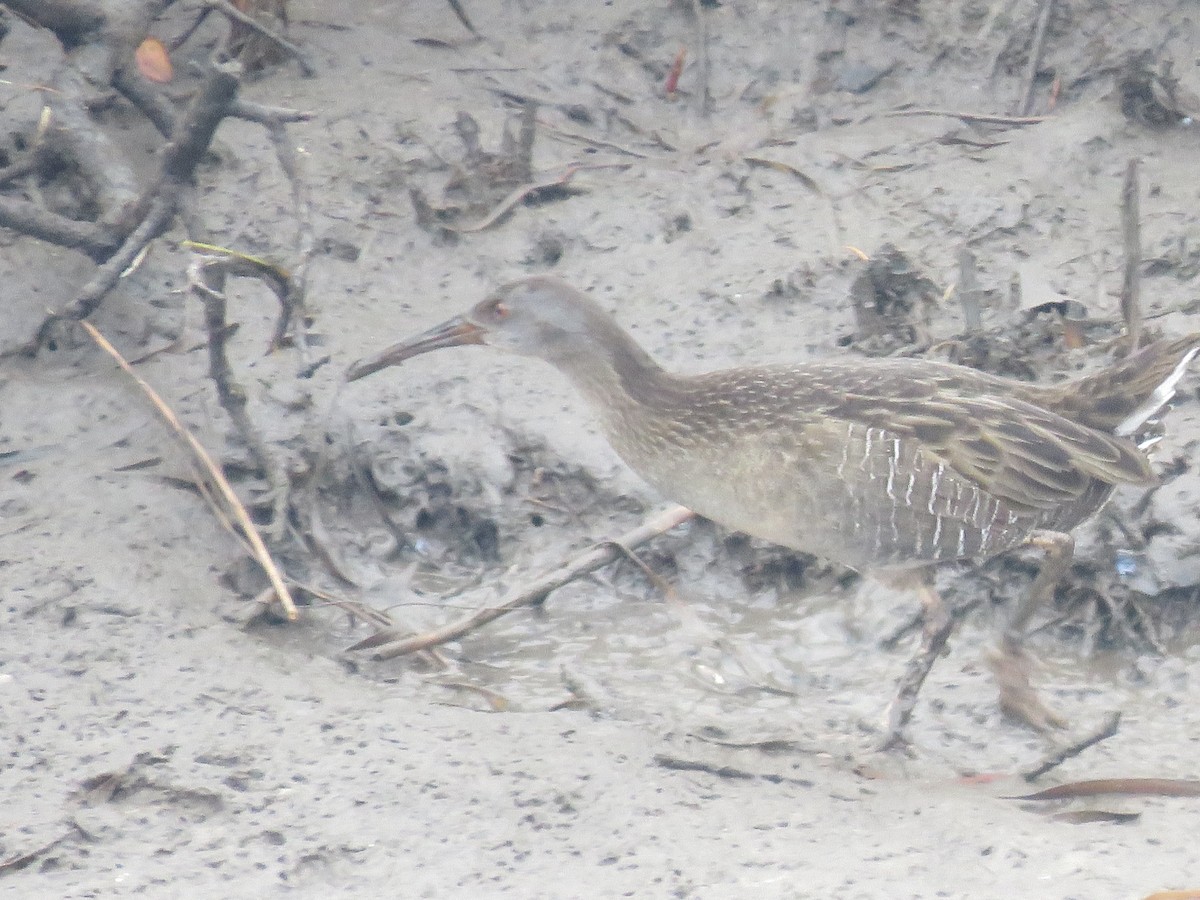 large rail sp. - Rebecca Laroche