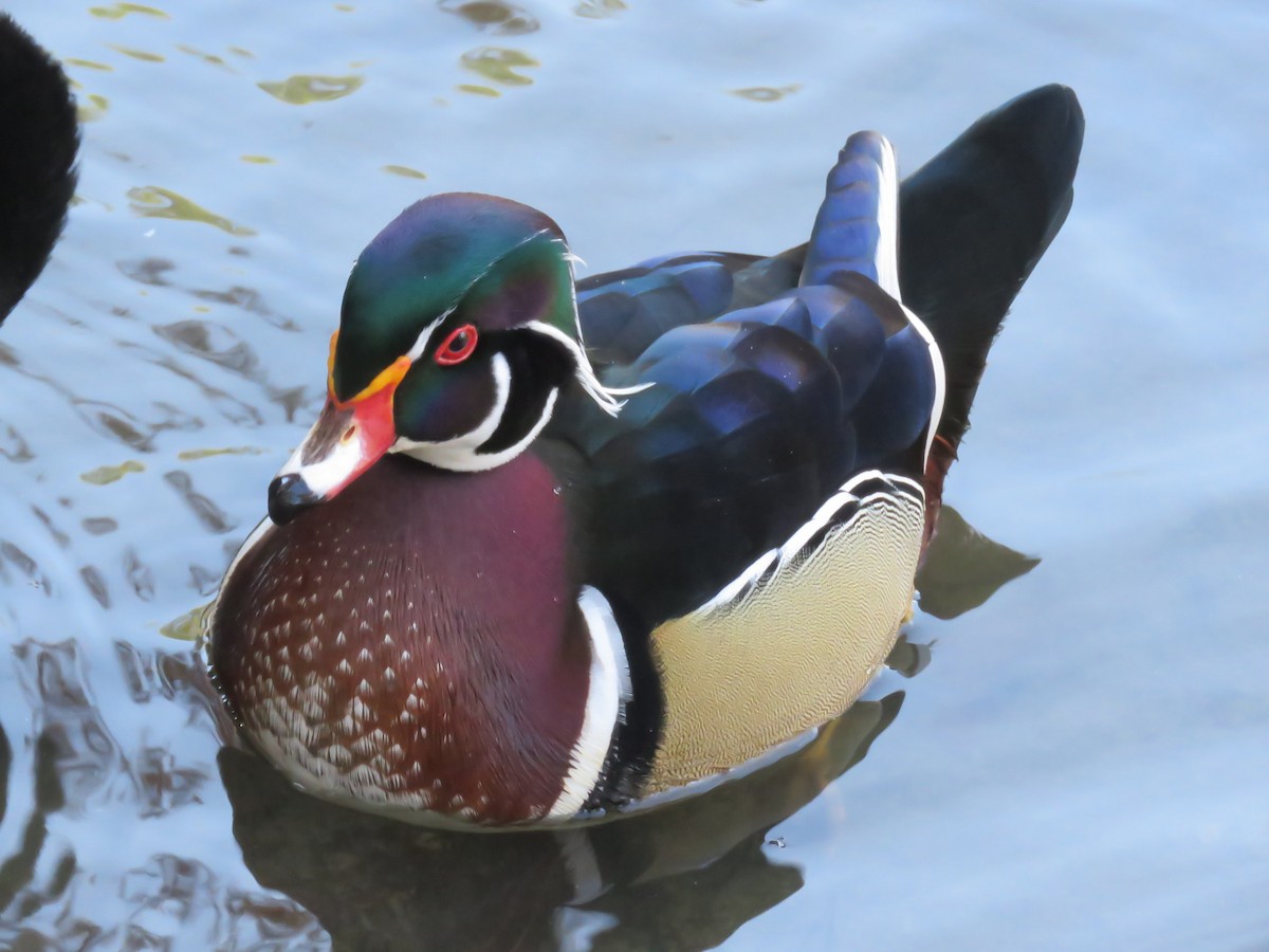 Wood Duck - ML393721991