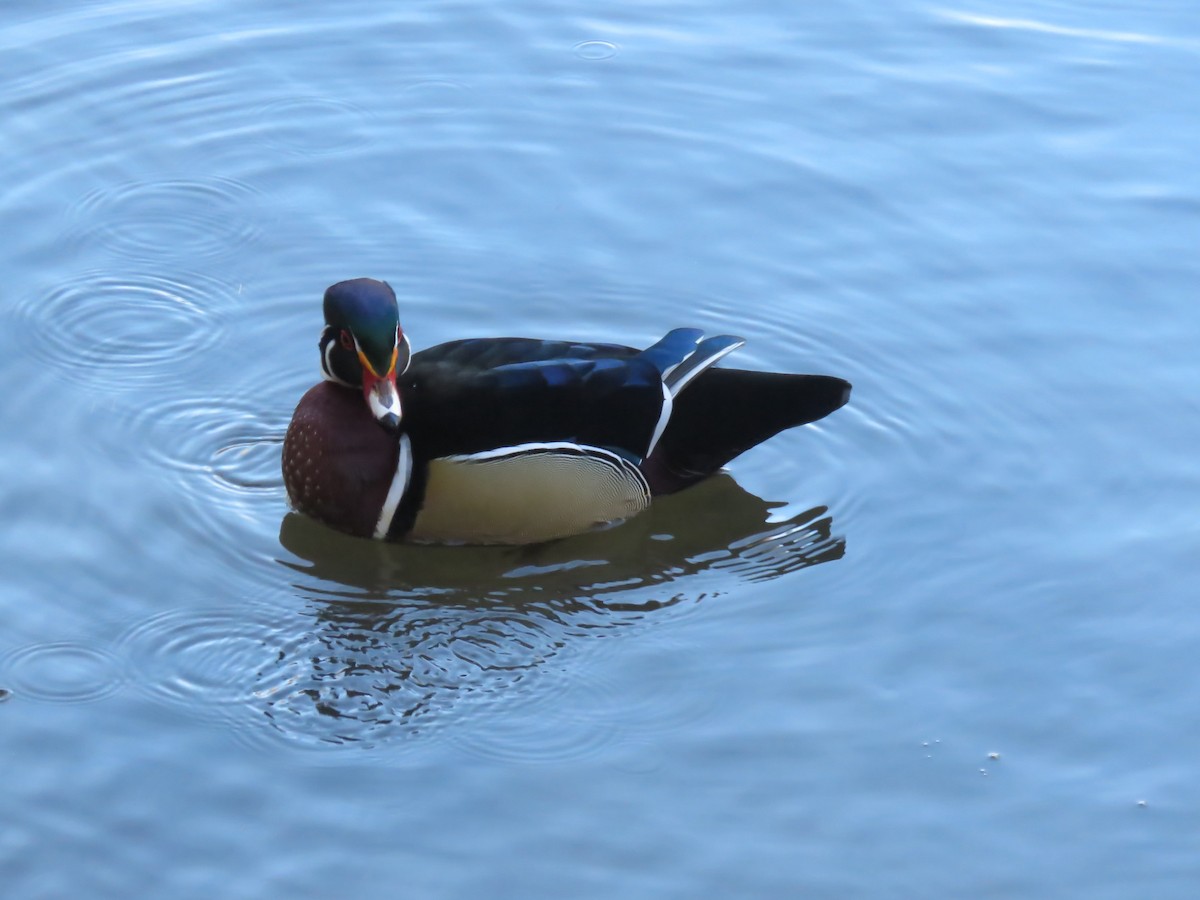 Wood Duck - ML393722011