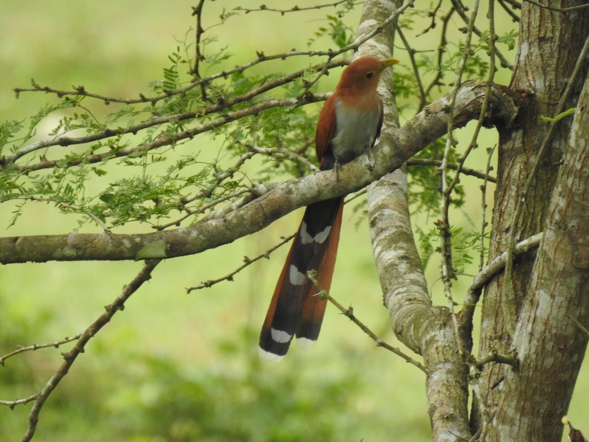 Common Squirrel-Cuckoo - Leandro Niebles Puello