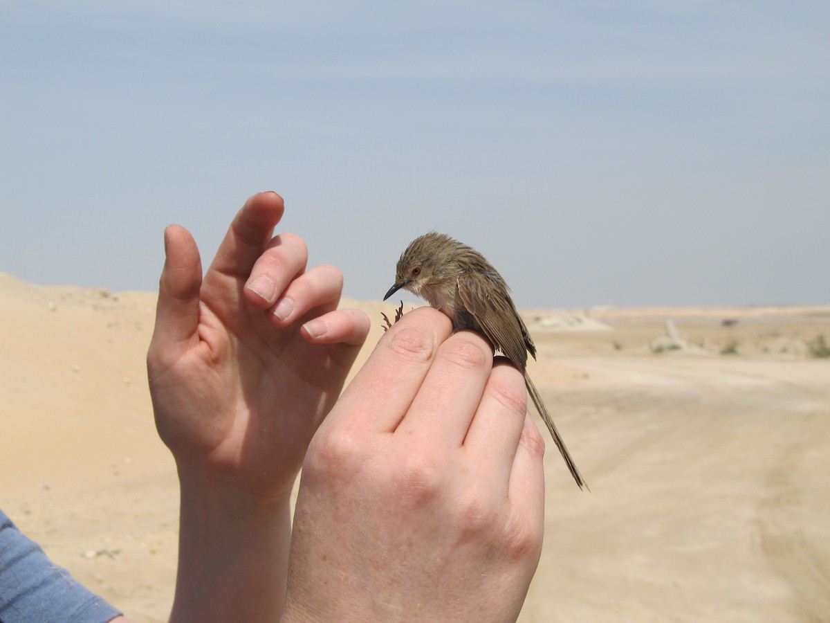 Delicate Prinia - ML393722101