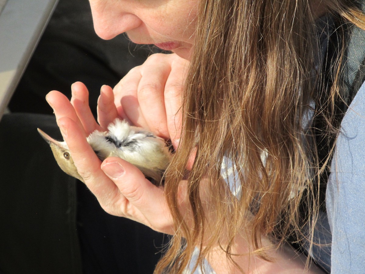 Prinia Delicada - ML393722111