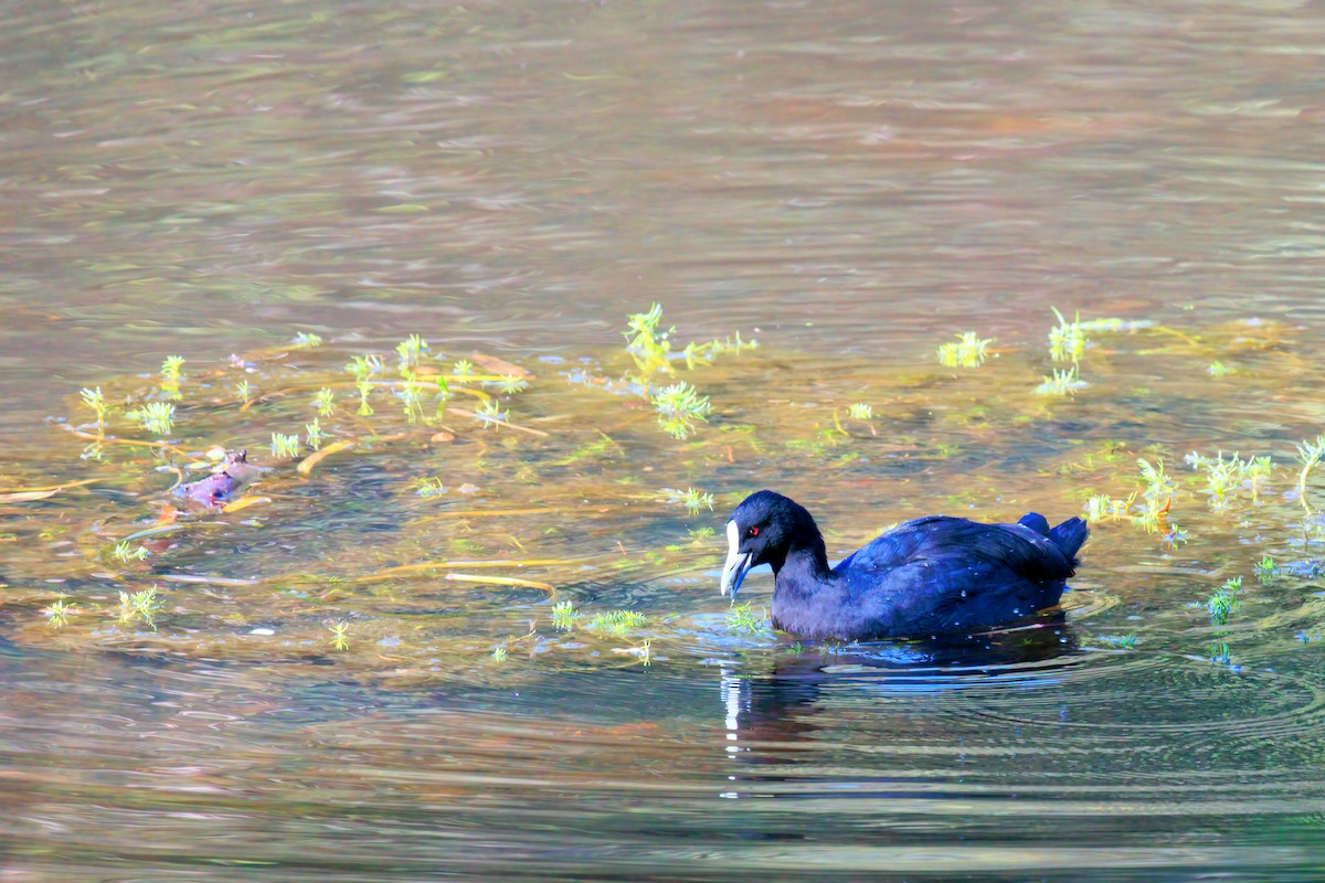 Eurasian Coot - ML393722121