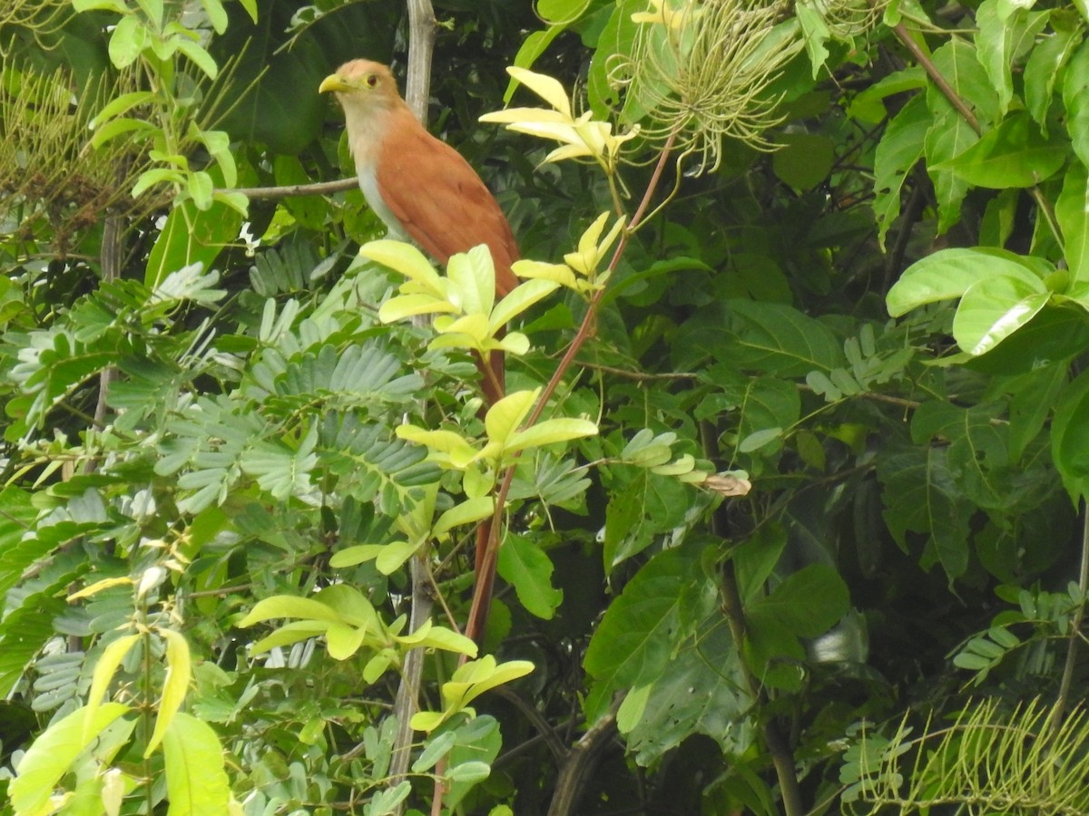 Squirrel Cuckoo - Leandro Niebles Puello