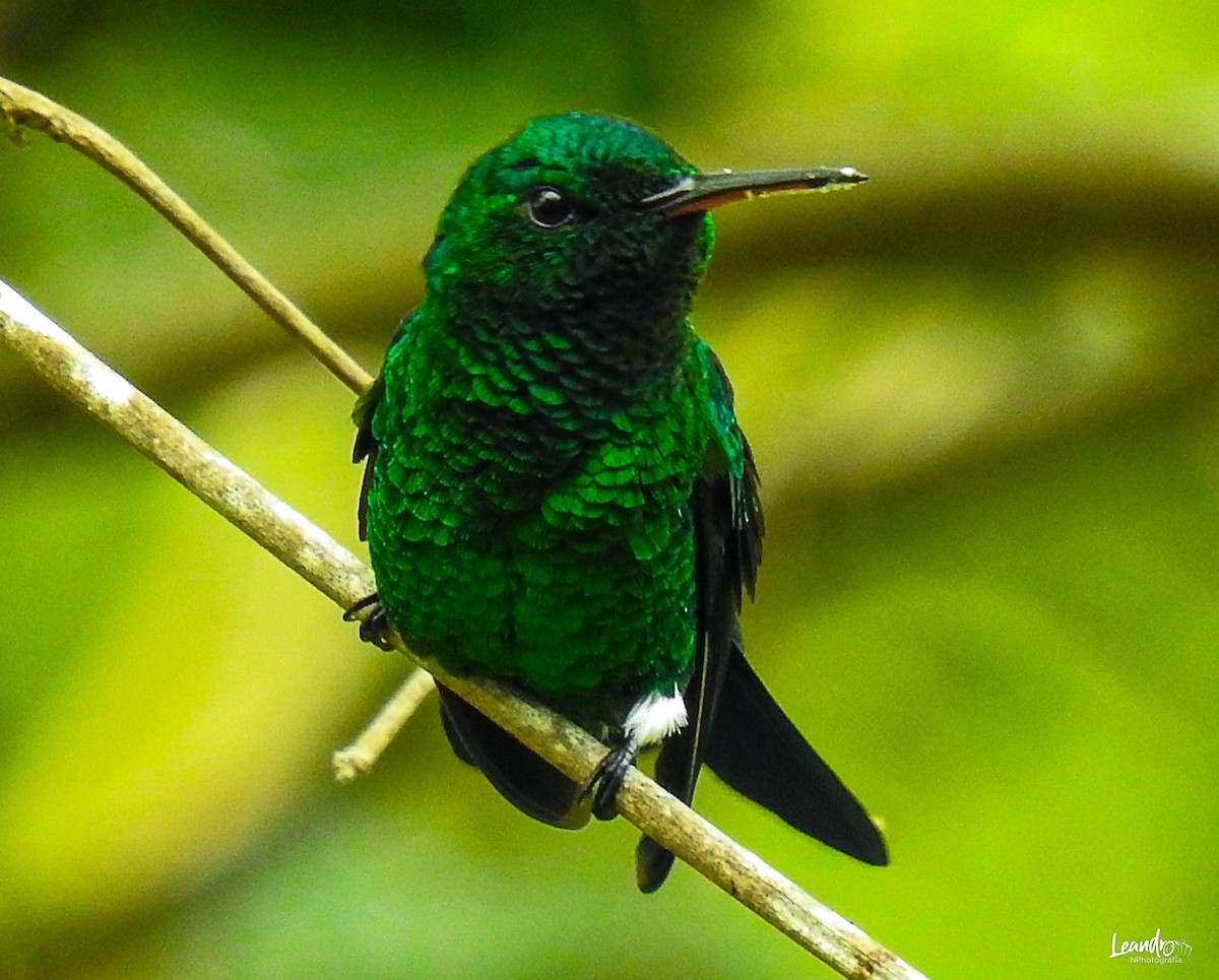 Steely-vented Hummingbird - Leandro Niebles Puello