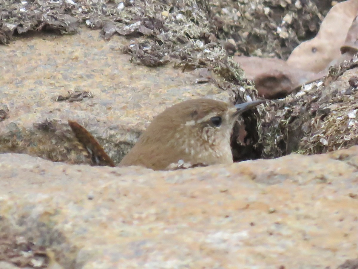 Winter Wren - ML393722301
