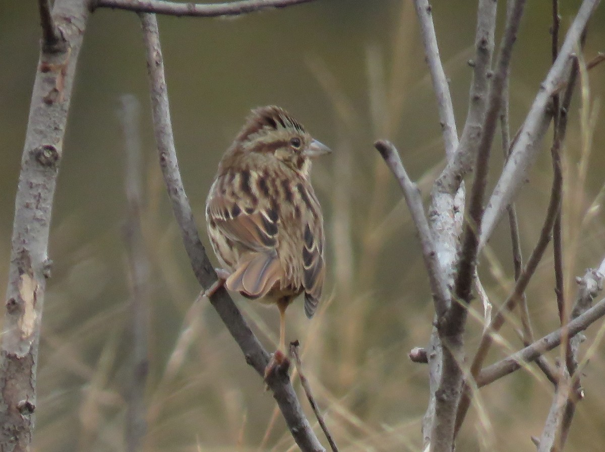 Song Sparrow - ML393722311