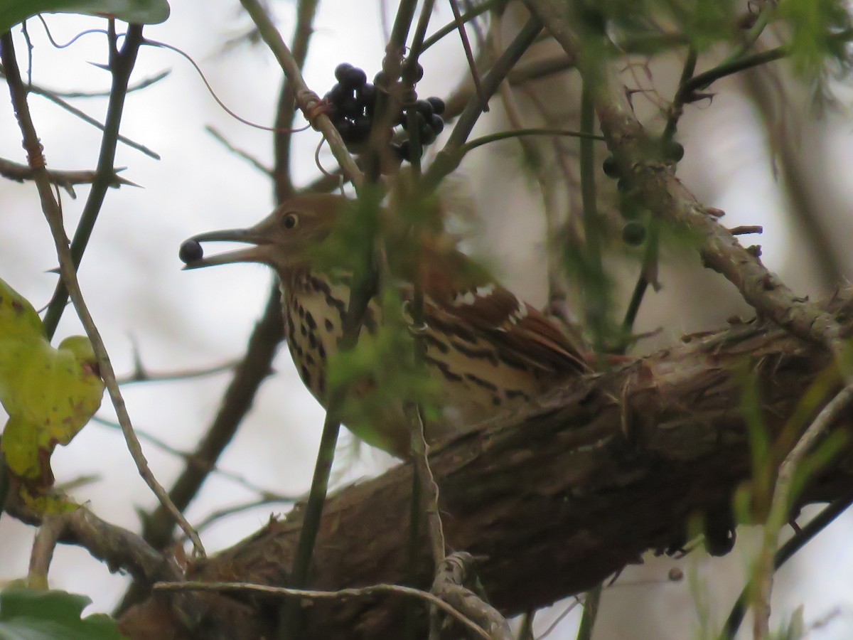 Brown Thrasher - ML393722411