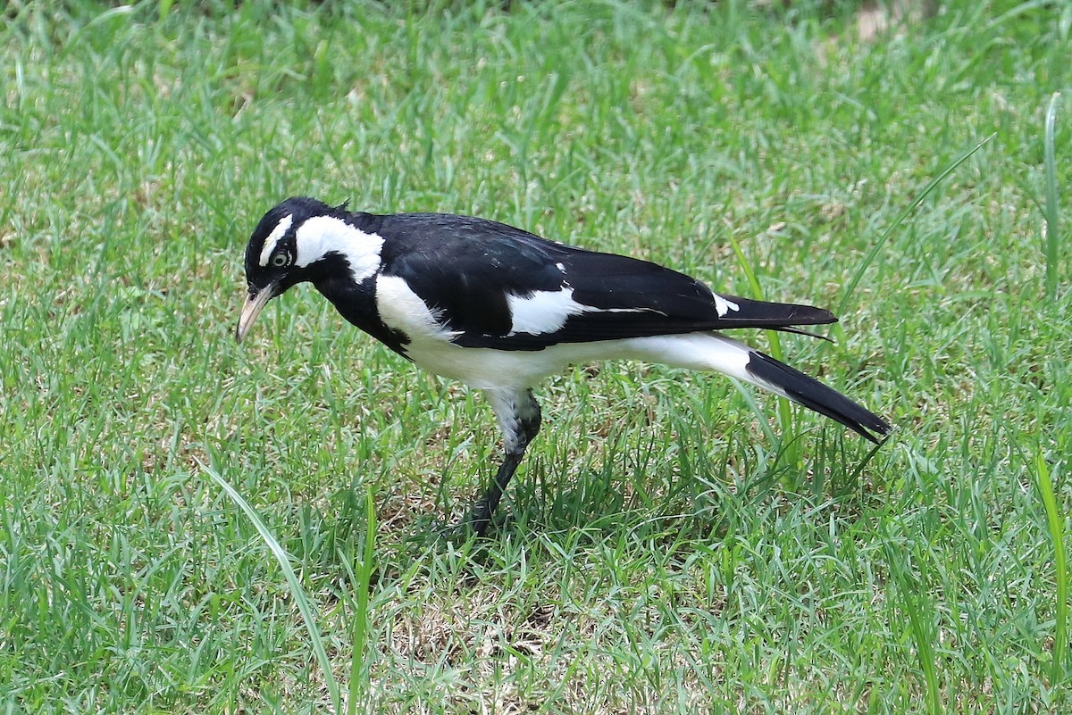 Magpie-lark - ML393722981