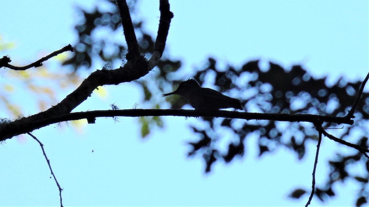 Green-backed Firecrown - ML393724601