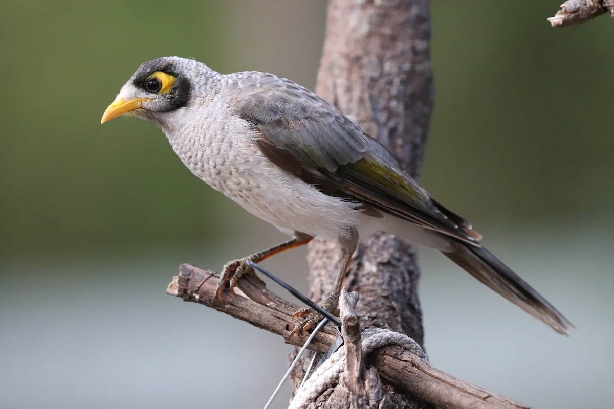 Noisy Miner - ML393726211