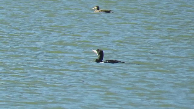 Cormorán Grande (euroasiático) - ML393726911